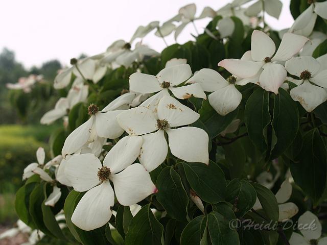 Cornus kousa var chinensis Weisse Fontaene.JPG - Cornus kousa var chinensis 'Weiße Fontäne' / Hartriegel / Park der Gärten, Bad Zwischenahn